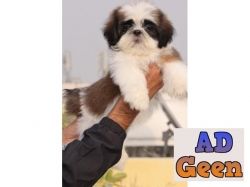 Show Quality Shih Tzu Puppies Available In Delhi 9891116714